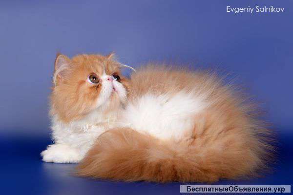Породистого персидского кота