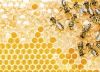 Настоящий мёд: горный и эспарцетовый