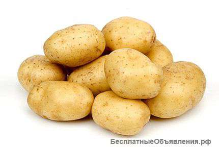 Картофель из Беларуси оптом