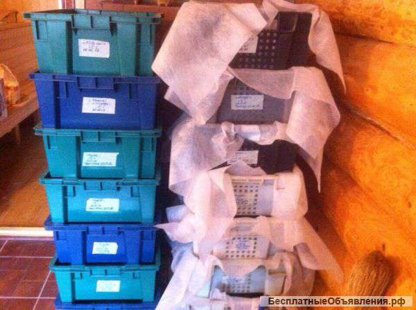 Рыболовная наживка Дендробена