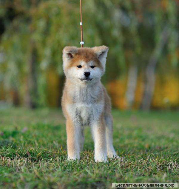 Щенки породы Акита Ину