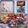 Канадские сфинксы шоу качества