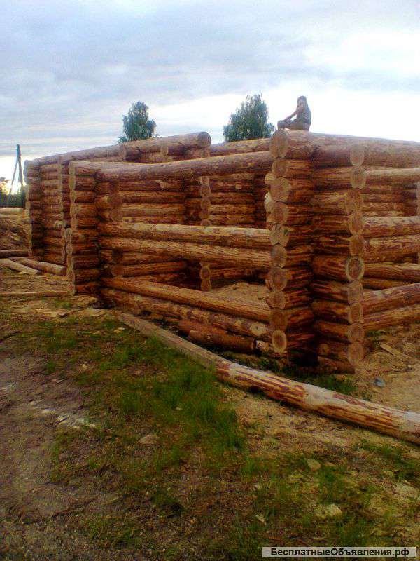 Большой сосновый банный сруб