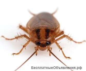 Уничтожение насекомых тараканов,клопов,молей,мышей,ос и других.