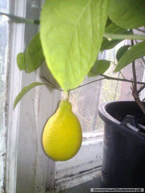 Цитрусовые