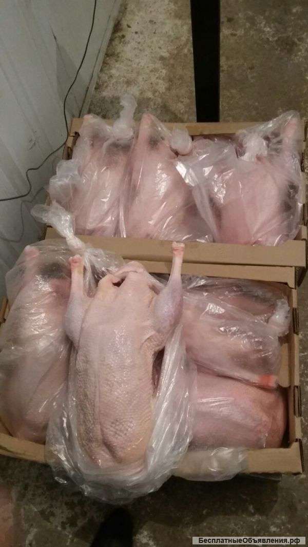 Мясо утки, индейки, гуся, свинина ХАЛЯЛЬ
