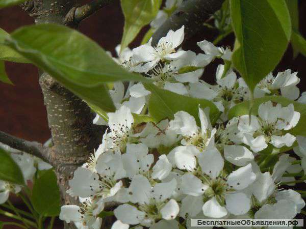 Саженцы яблони, груши, сливы, абрикоса, персика оптом