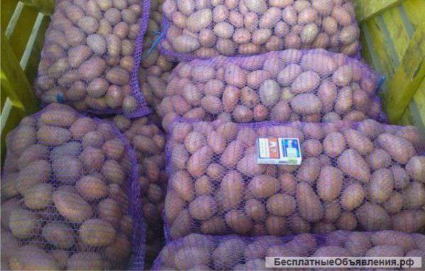 Картофель спб