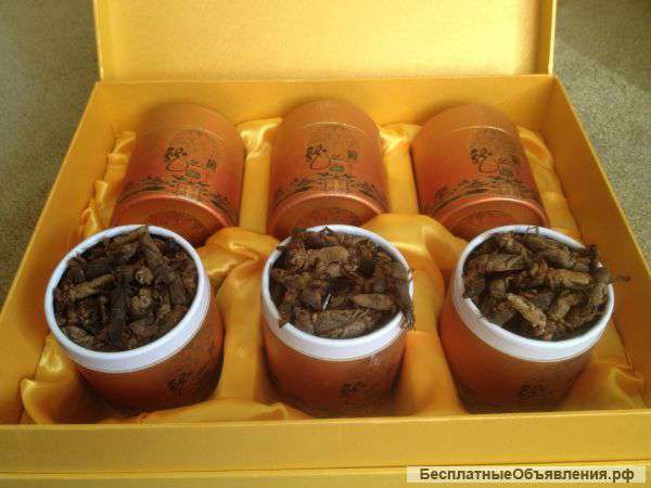 Качественная медведка из Азии (Камбоджа)