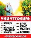 Частный мастер дезинфектор