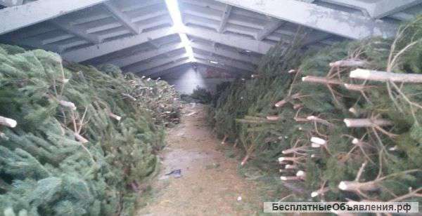 Сосны новогодние оптом