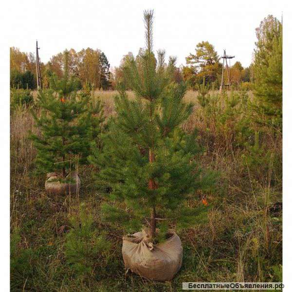 Саженцы сосны и березы