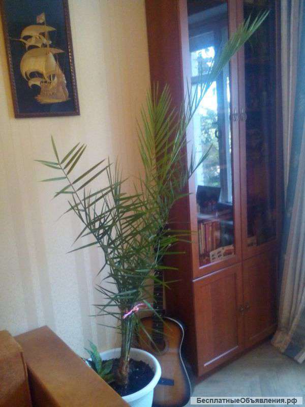 Финиковая пальма