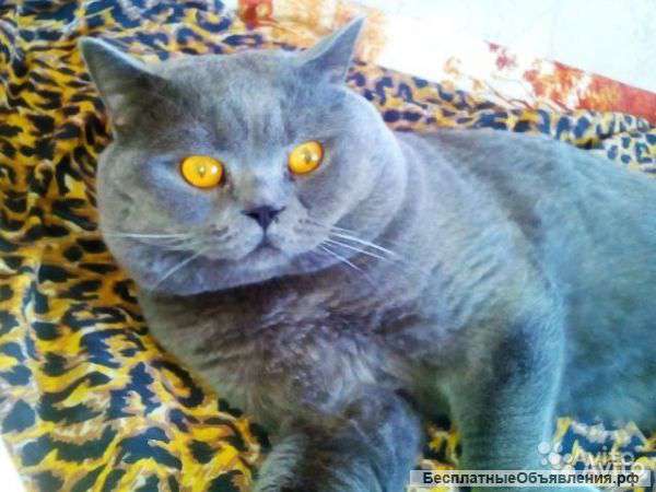 Шотландский Кот Прямоухий Фото