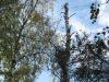 Валка опасных деревьев, спил кустов, кронирование