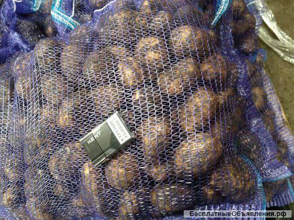 Картофель оптом