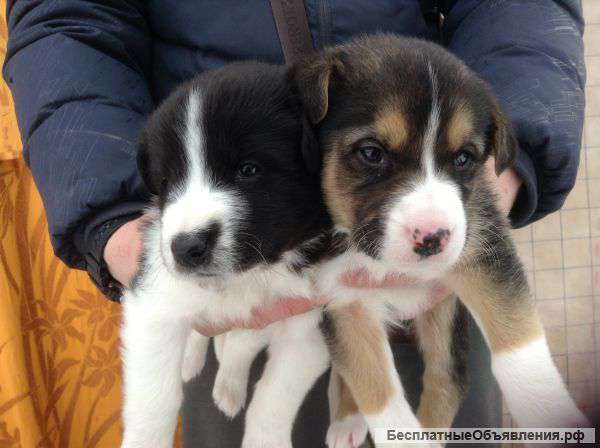 Отдадим в добрые руки