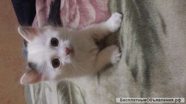 Отдам в хорошие руки