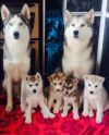 Сибирский хаски щенки для принятия