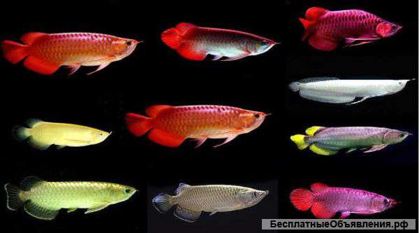 Супер Красный Arowana рыбы и многие другие