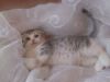 Клубные шотландцы