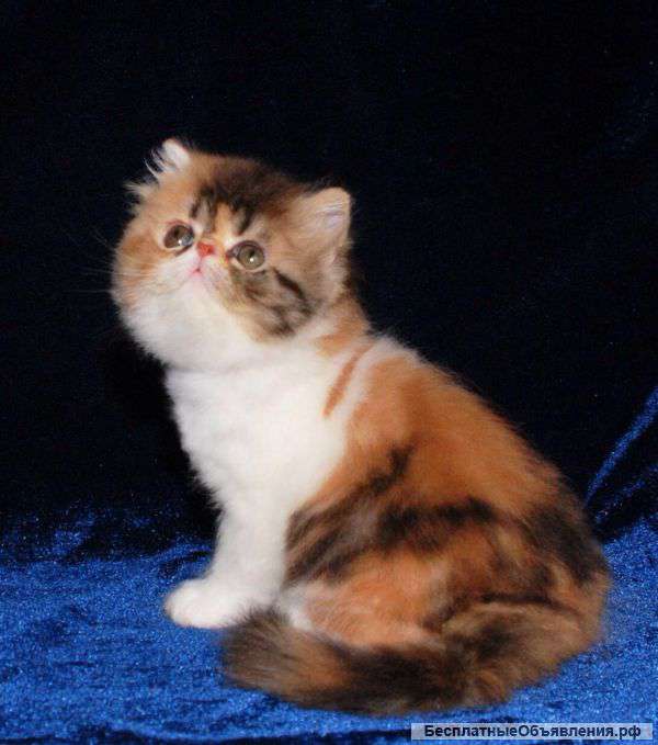 Элитные персидские котята