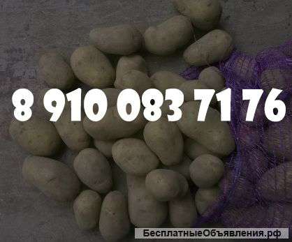 Картофель оптом по 6.50 руб/кг