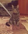 Отдам кота 6 мес в хорошие руки