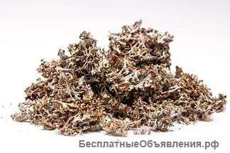 Мох исландский