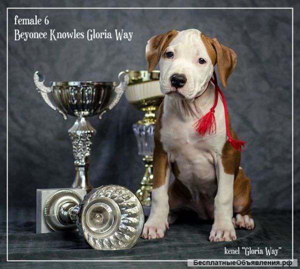 Будущие Чемпионы щенки Амстаффа