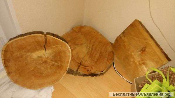 Спил лиственницы