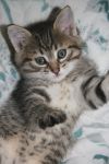 Котёнок