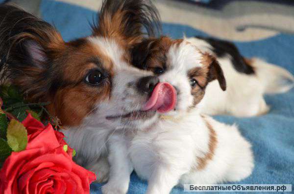 Продам щенков папийонов