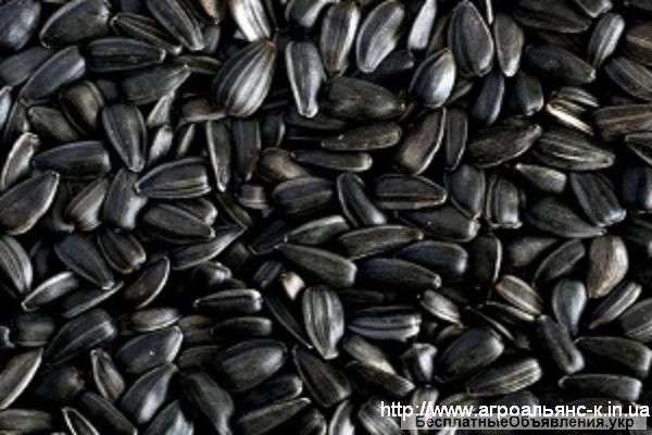 ООО АПРИОРИ-Д постоянно и дорого закупает семечку кондитерскую