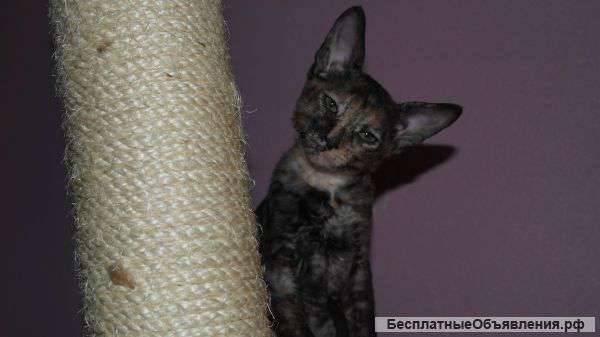Корниш-рекс котята