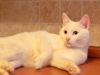 Белый котик ищет дом