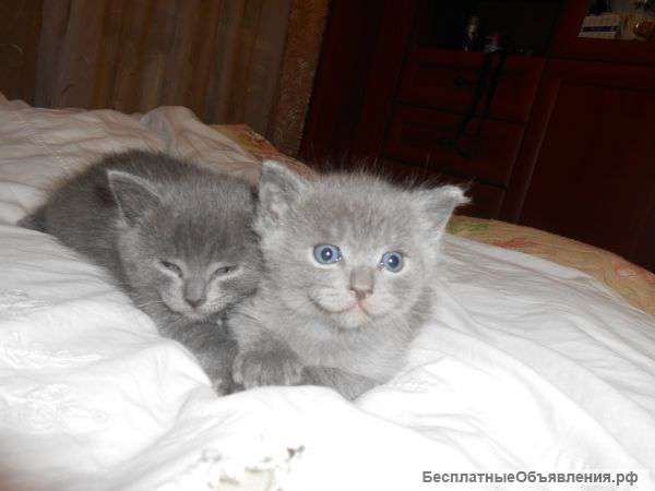 Отдам котят в добрые руки