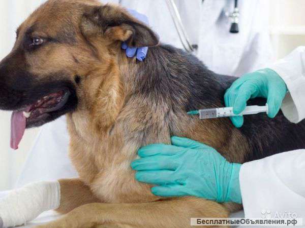 Вакцинация животных. Вызов ветеринарного врача