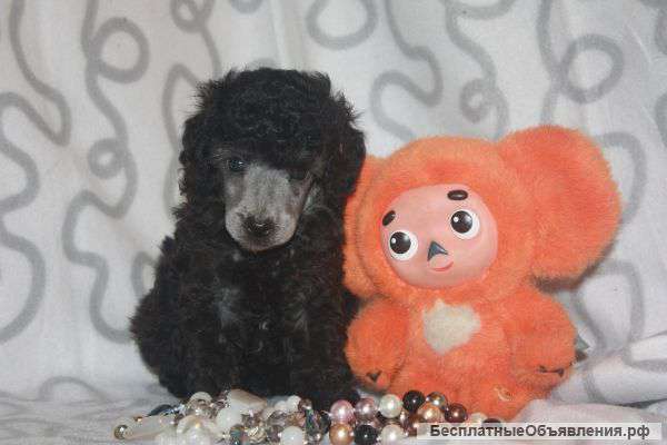 Той  пудель щенки.