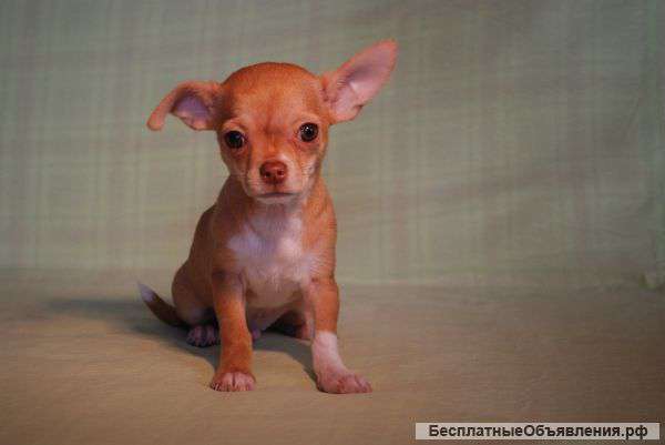 Чихуахуа