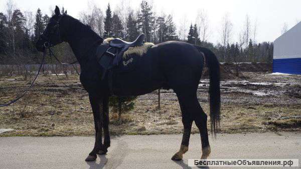Жеребец