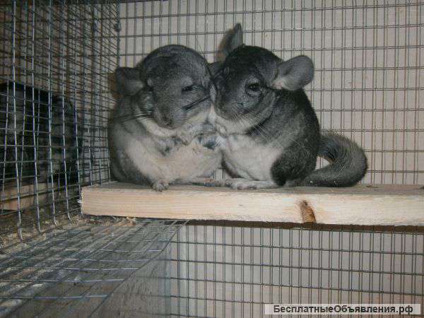 Питомник меховой шиншиллы "Better Life"