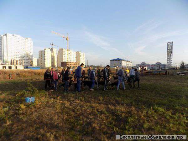 Дрессировка собак Суворовский р-н. пос. Котовского Опыт с 1975 года