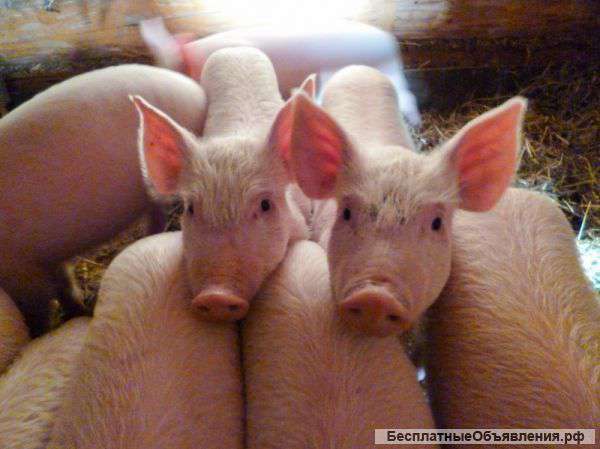 Выбирете поросят