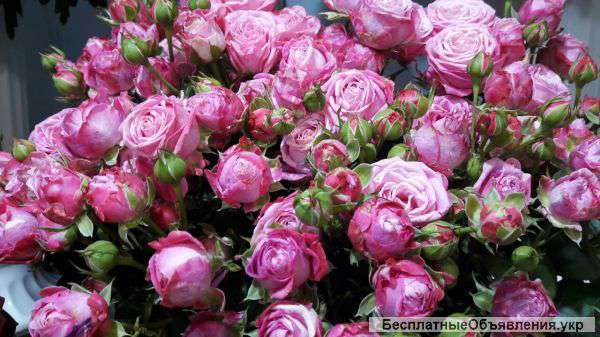 Цветов букетов композиций игрушки с цветов. 0964588816