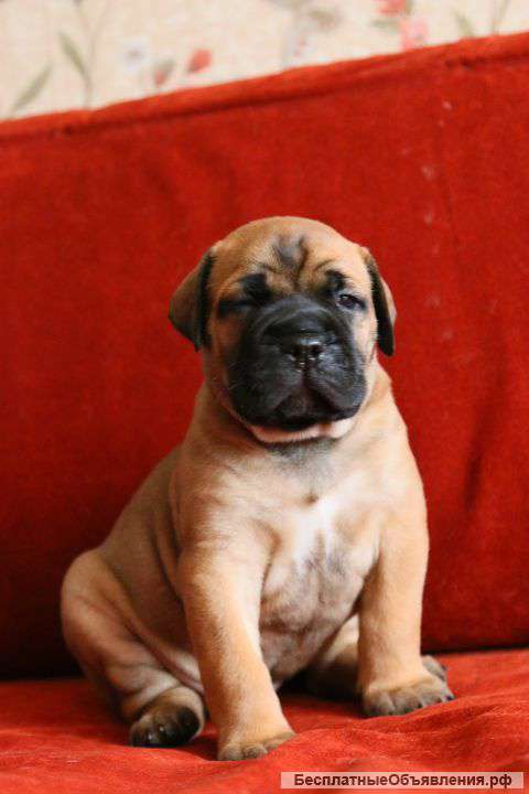 Щенок бульмастифа элитного уровня