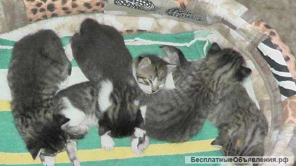 Отдаю лохматое счастье