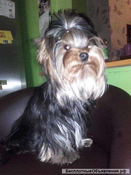 Молодая девочка йоркширского терьера