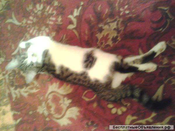 Кошечка Мышка (5мес)