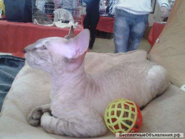 Котенок корниш-рекс